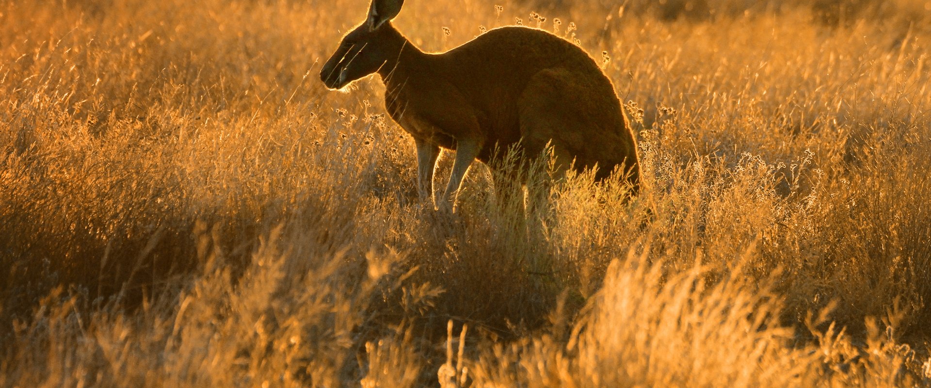 Wild Australia