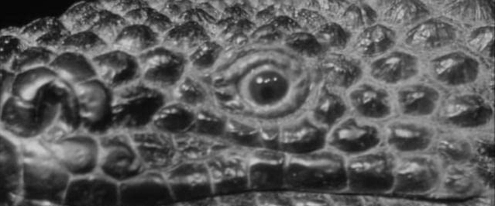 The Giant Gila Monster
