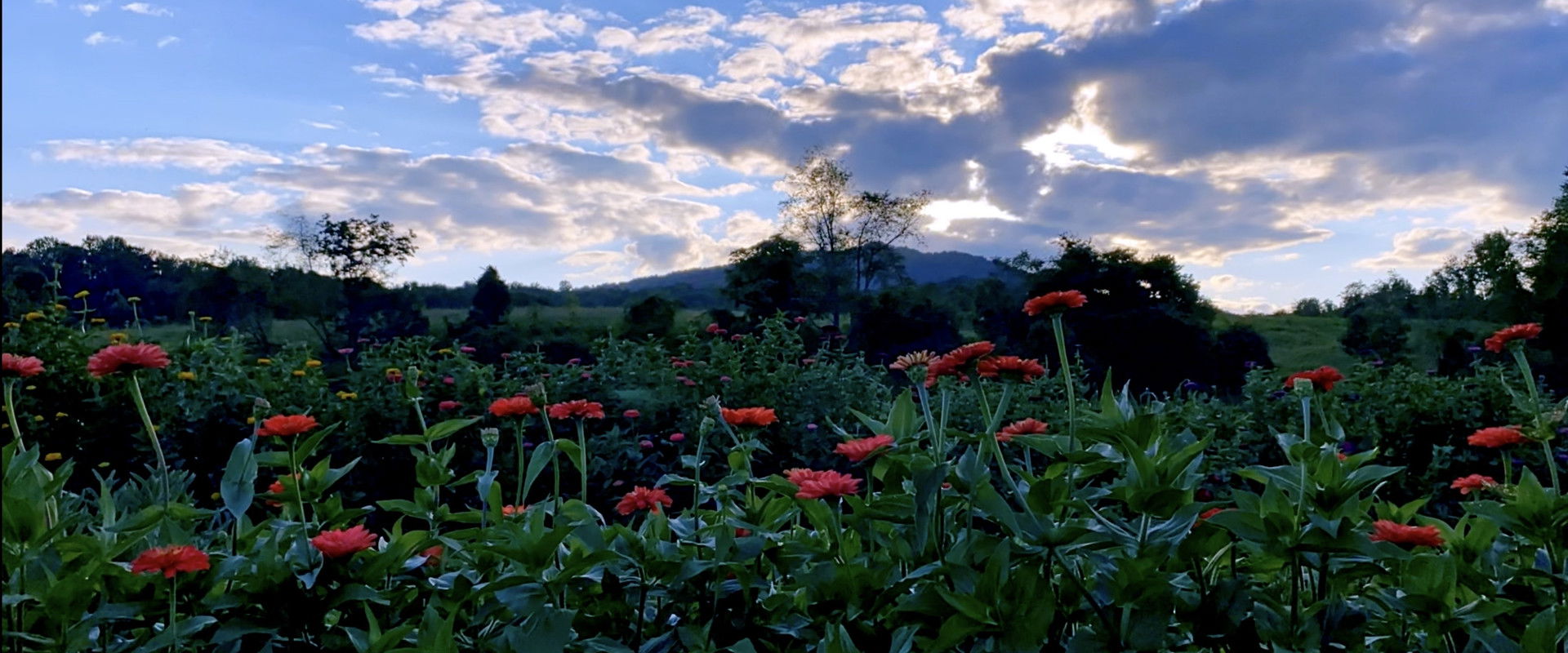Half a Summer on Waterpenny Farm's banner image