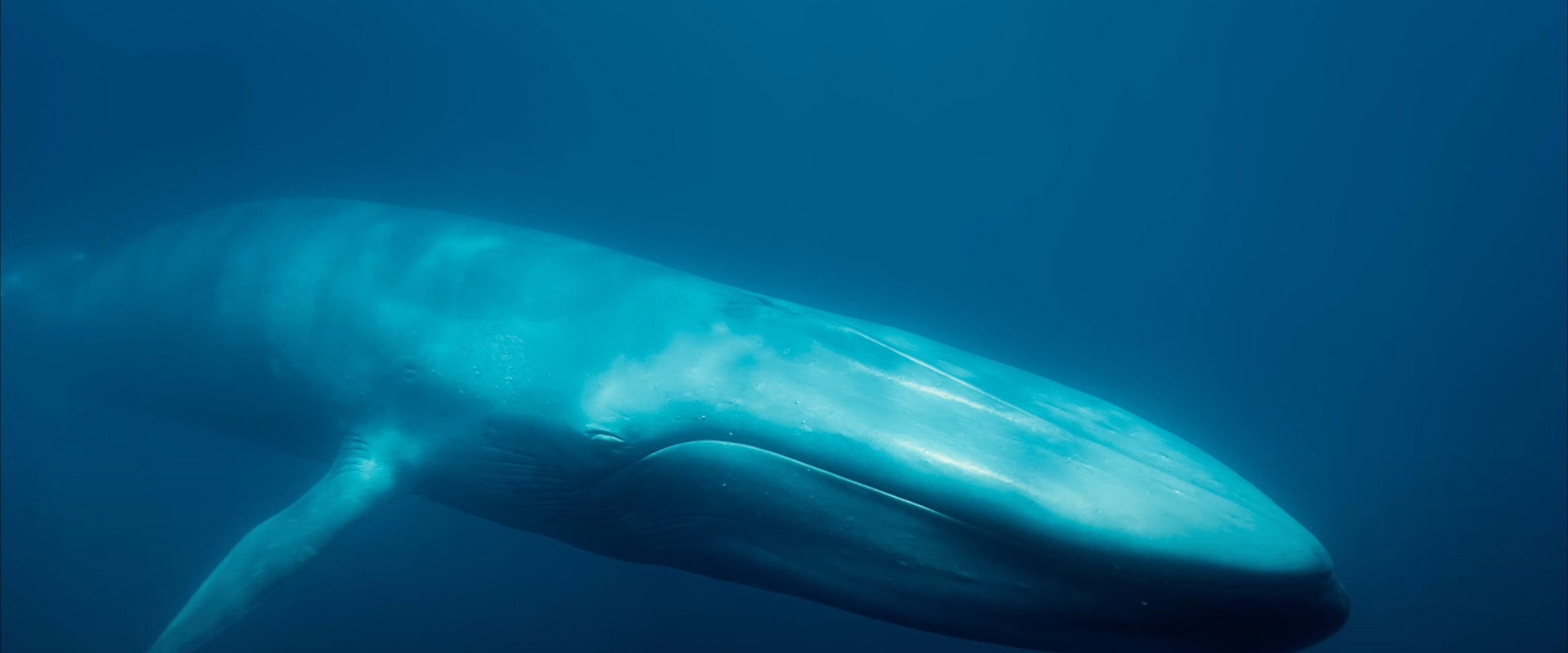 Blue Whales: Return of the Giants's banner image