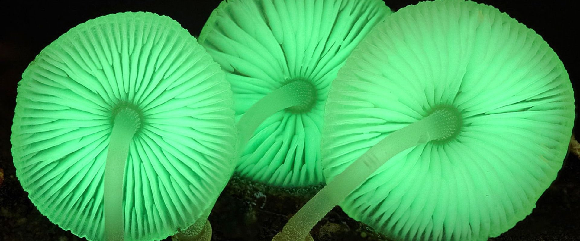 The Kingdom: How Fungi Made Our World