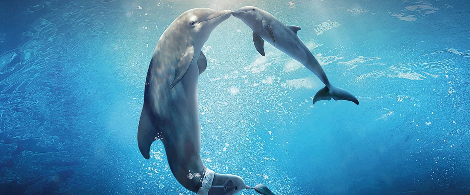 Dolphin Tale 2