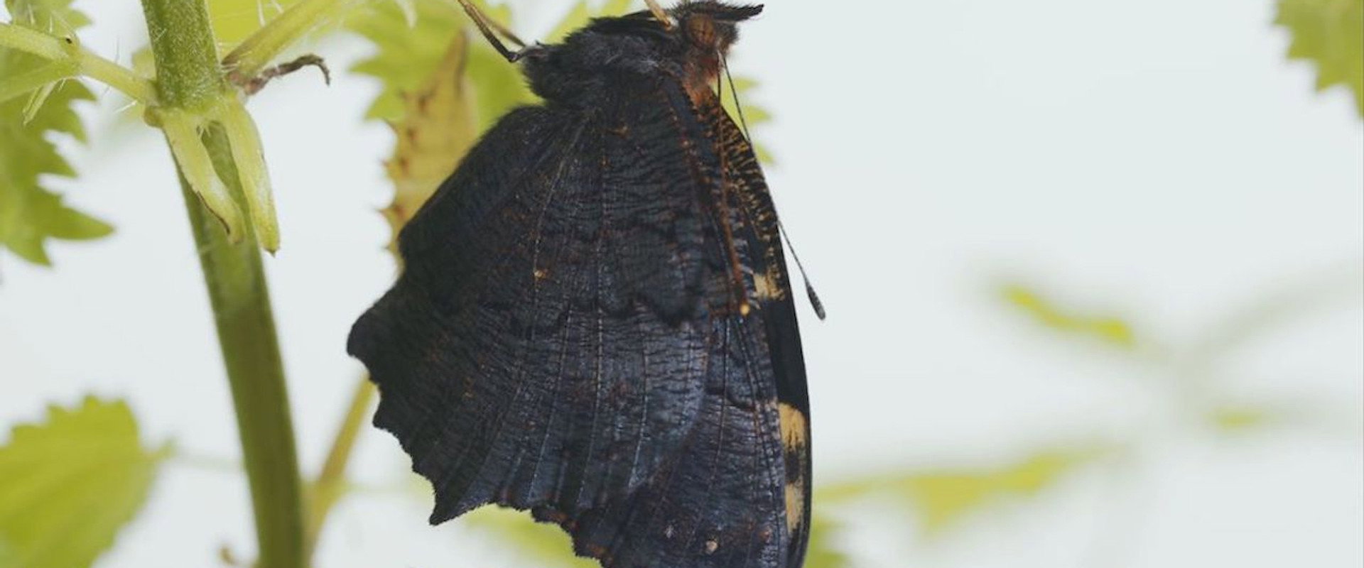 Metamorphosis's banner image