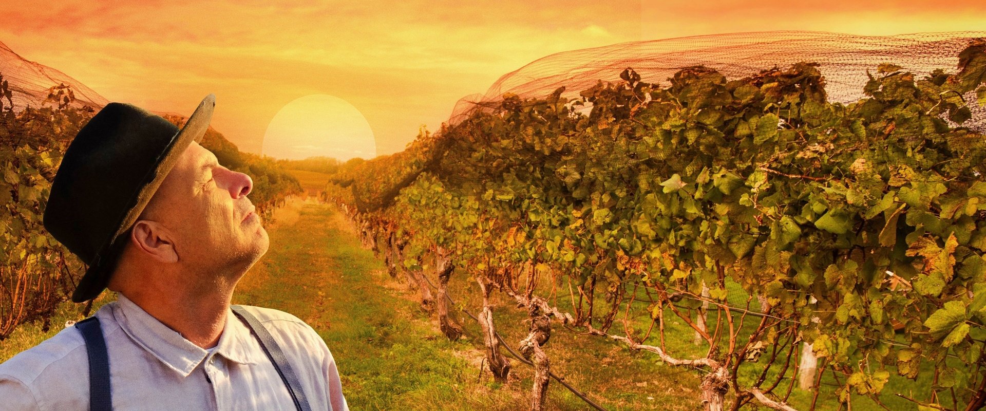 From the Vine