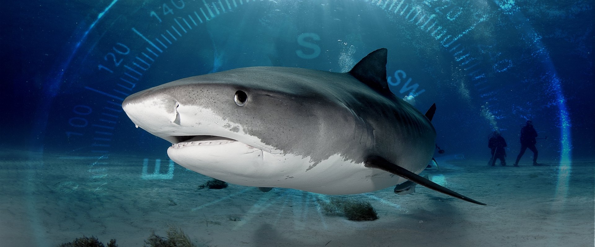 Sharks of the Bermuda Triangle