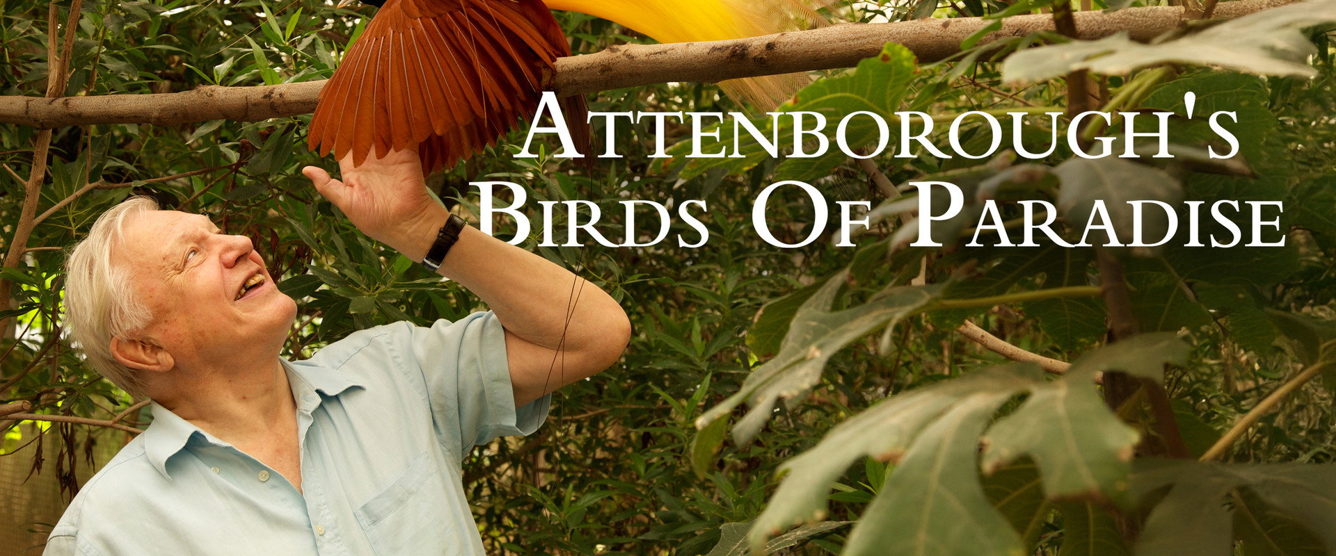 自然世界：天堂之鸟