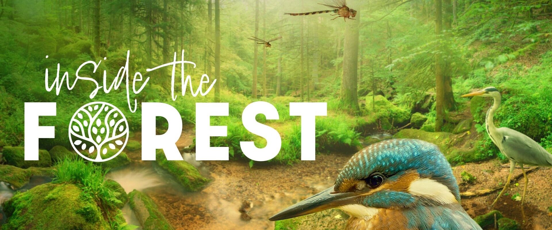 Inside the Forest Seasons of Wonder