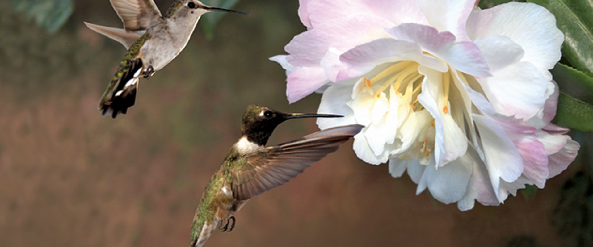 First Flight: A Mother Hummingbird's Story