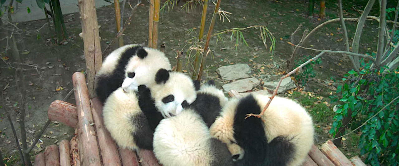 Pandas