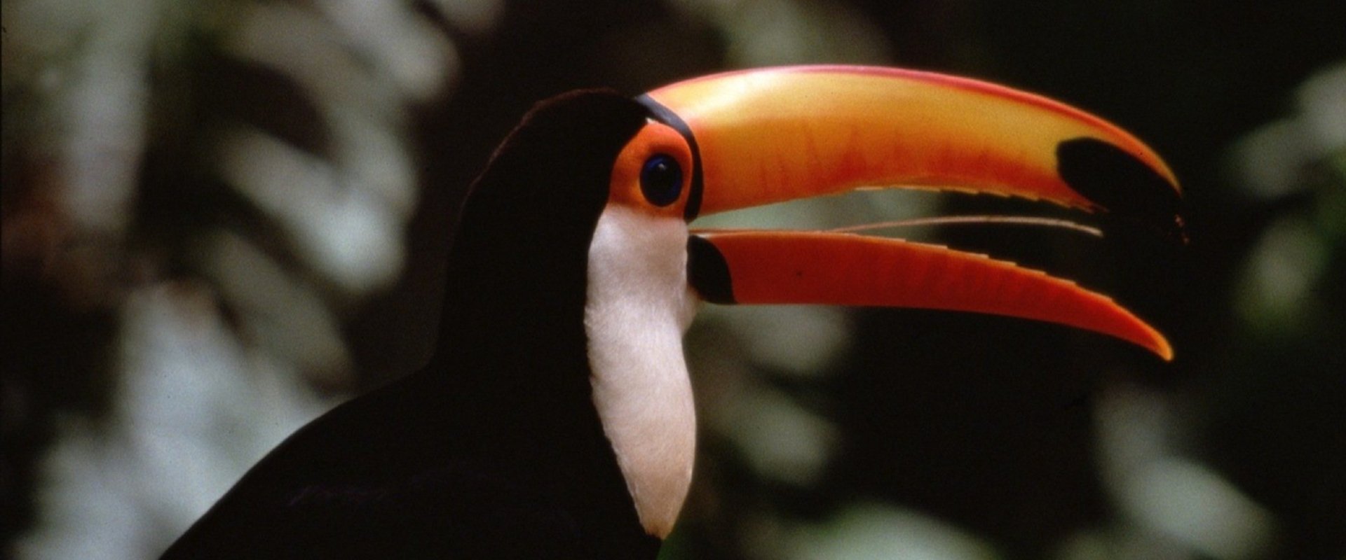 The Life of Birds