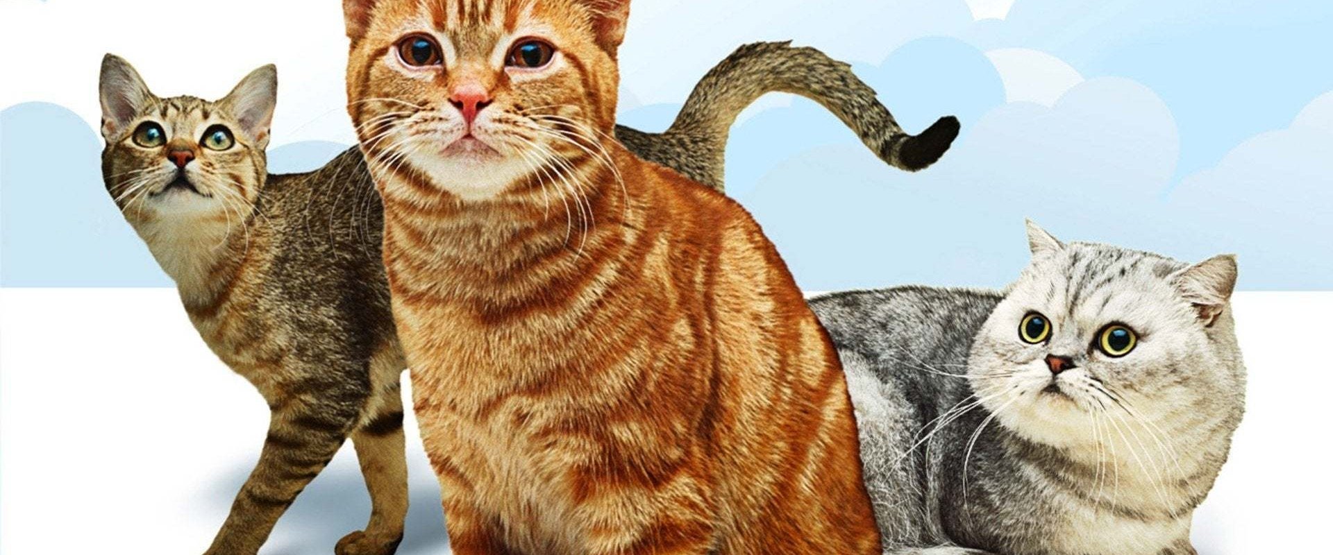 Cats 101