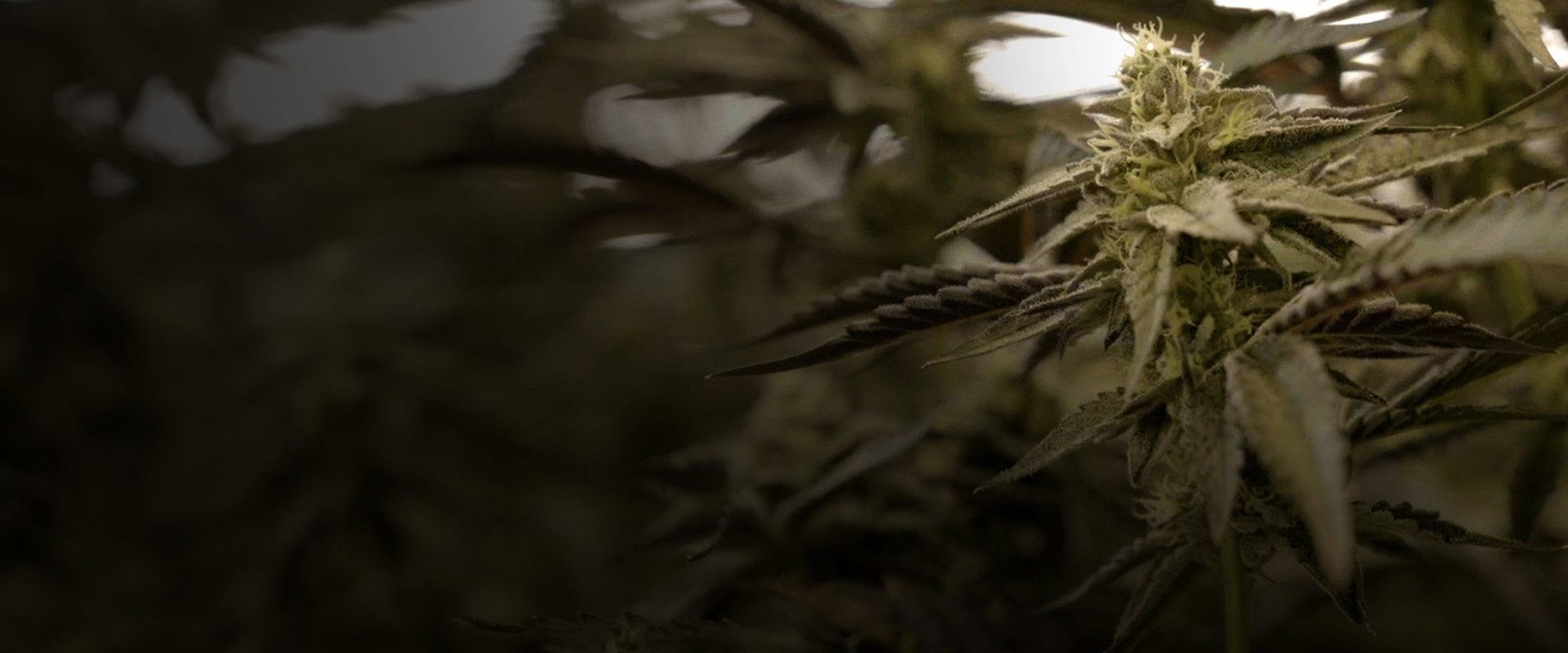 Cannabis : Une enquête de Mathieu Kassovitz et Antoine Robin