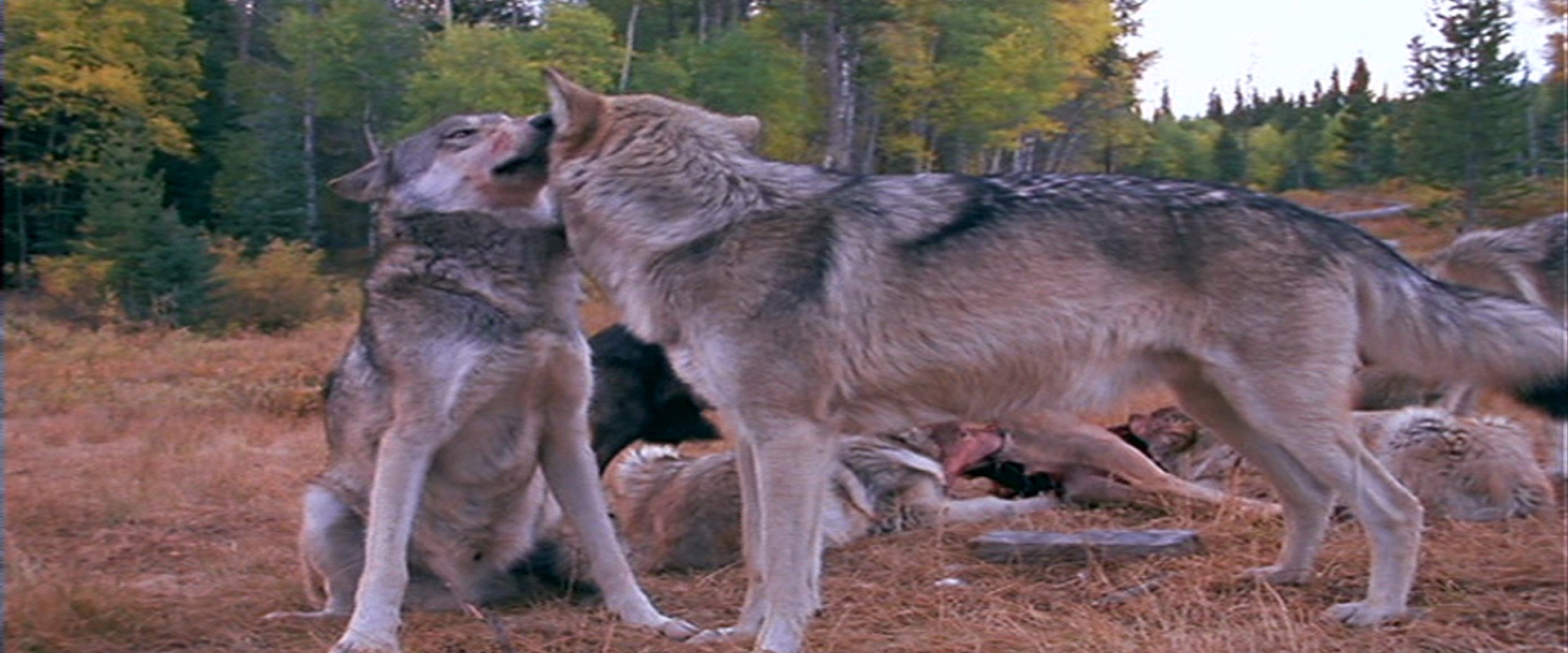 Wolves at Our Door