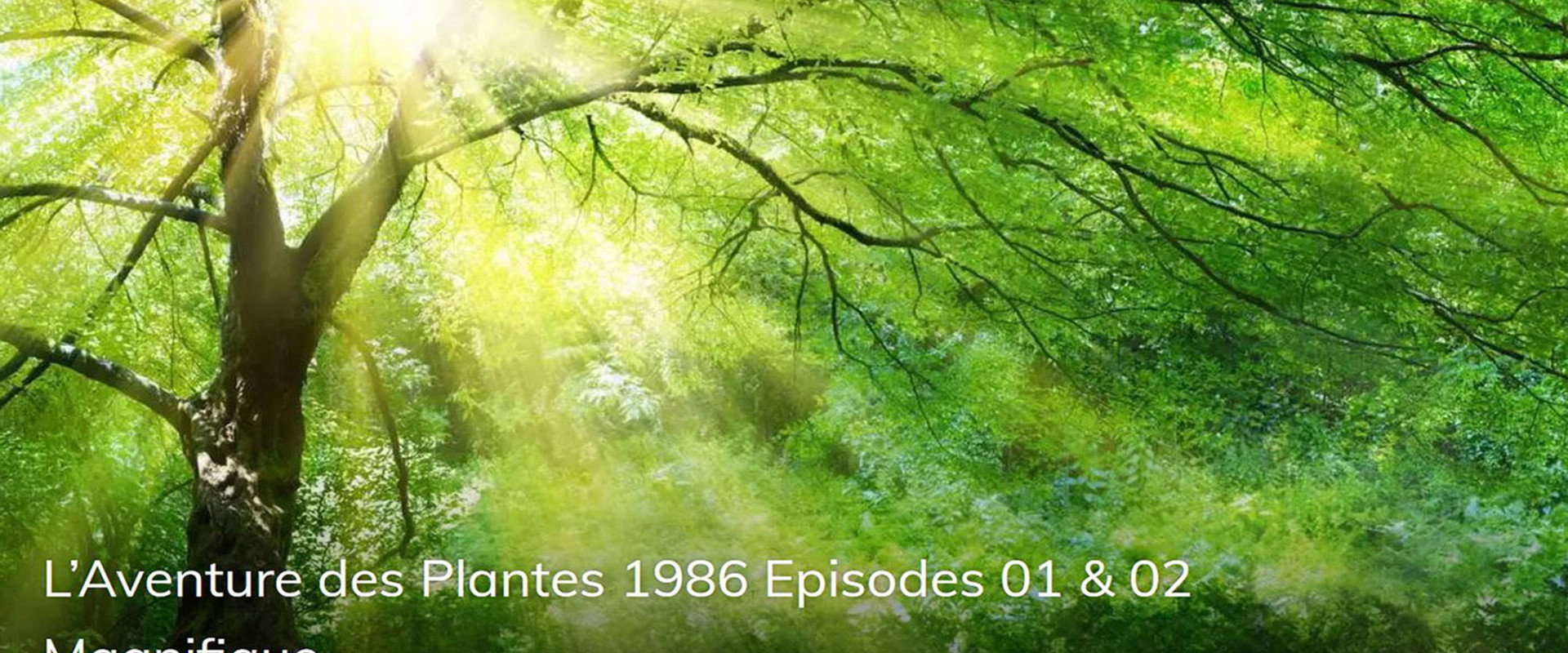 The Adventure of Plants