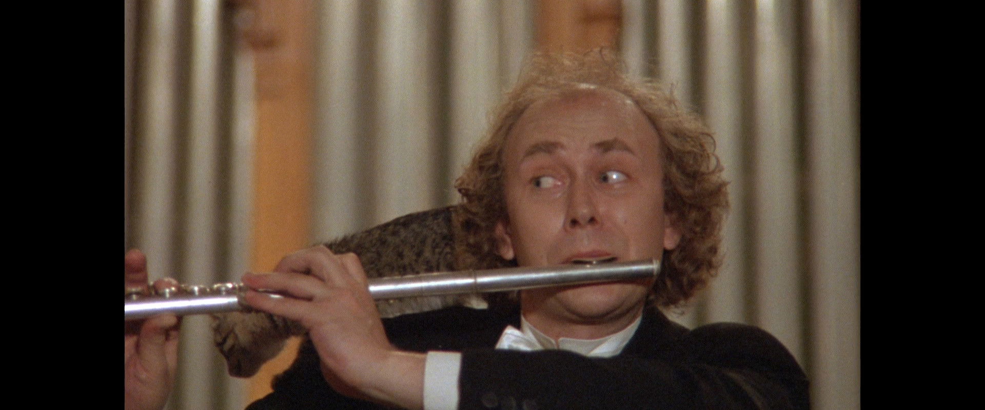 The Little Cat's banner image