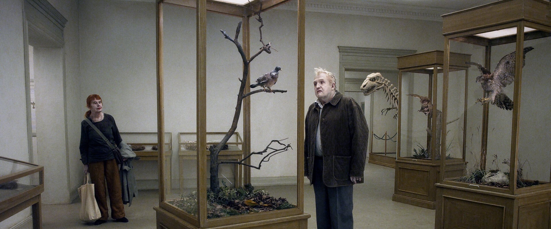 Una paloma se posó en una rama a reflexionar sobre la existencia