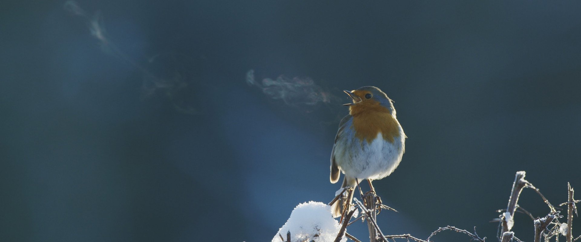 Attenborough's Wonder of Song