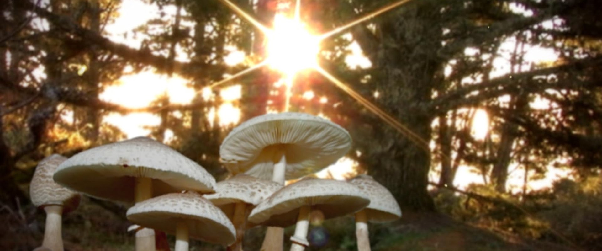 Know Your Mushrooms