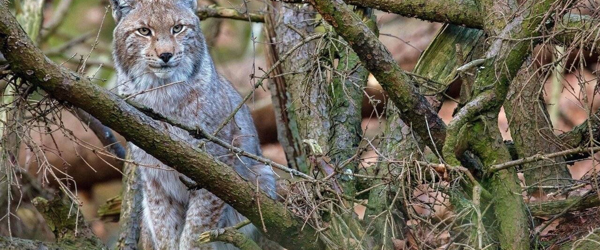 La forêt des félins: Chats sauvages et lynx du Harz