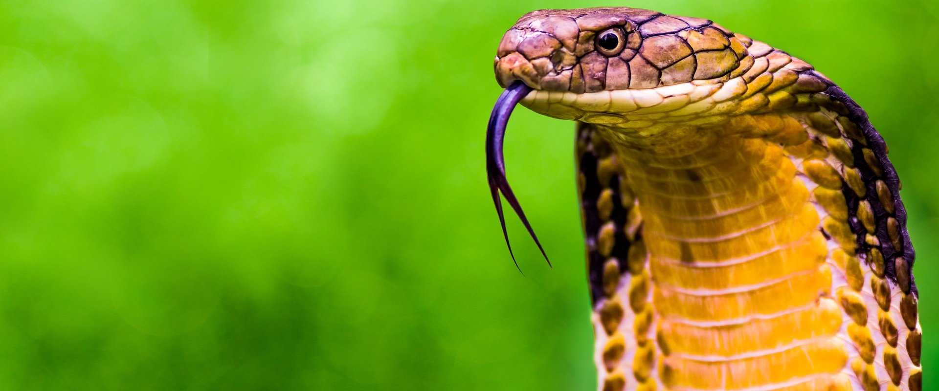 Secrets of the King Cobra