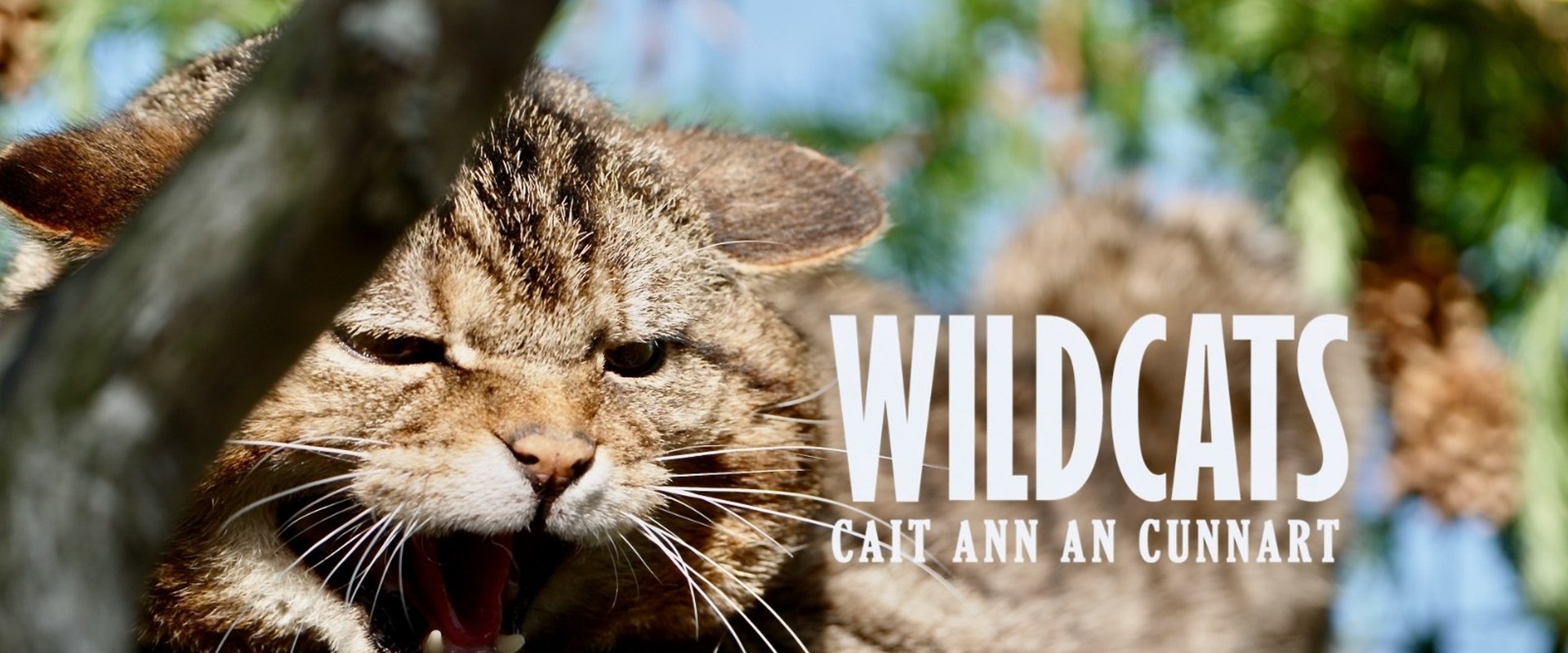 Wildcats: Cait ann an Cunnart