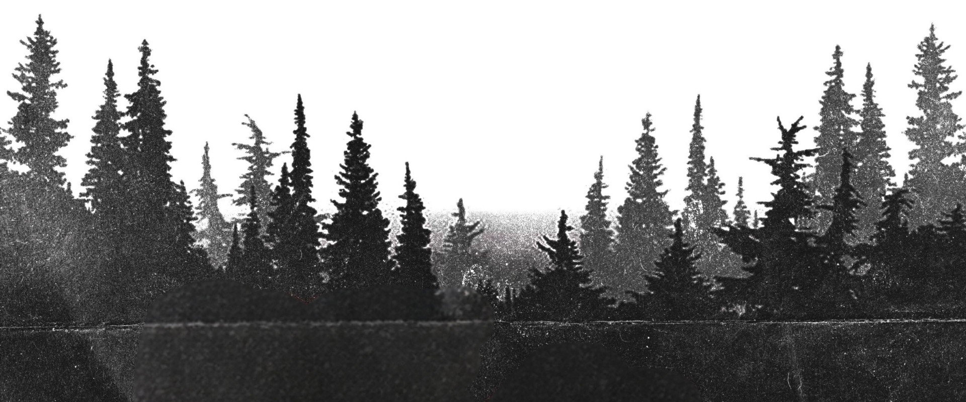 Night Shoot's banner image