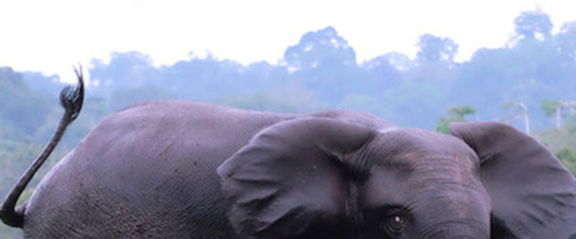Rainforest First: Climate Protection in Central Africa