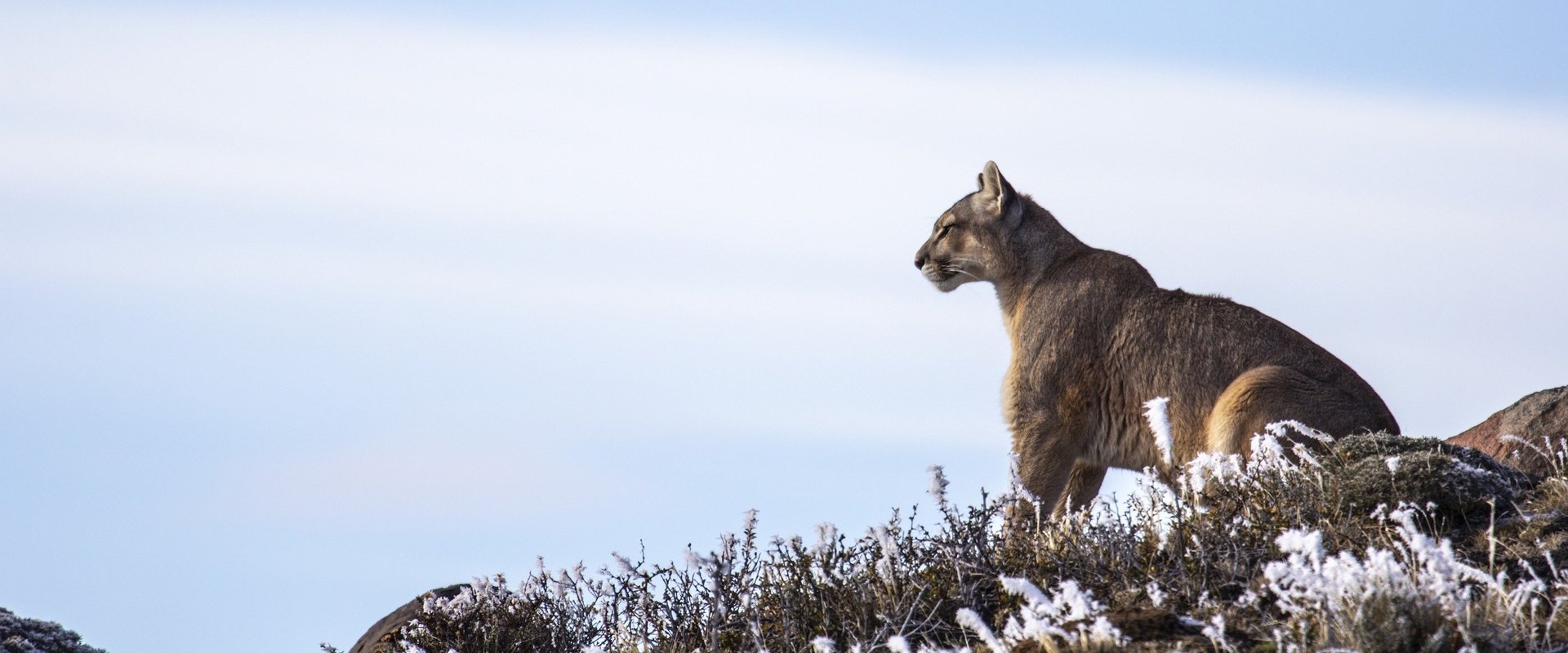Pumas At The End of The World