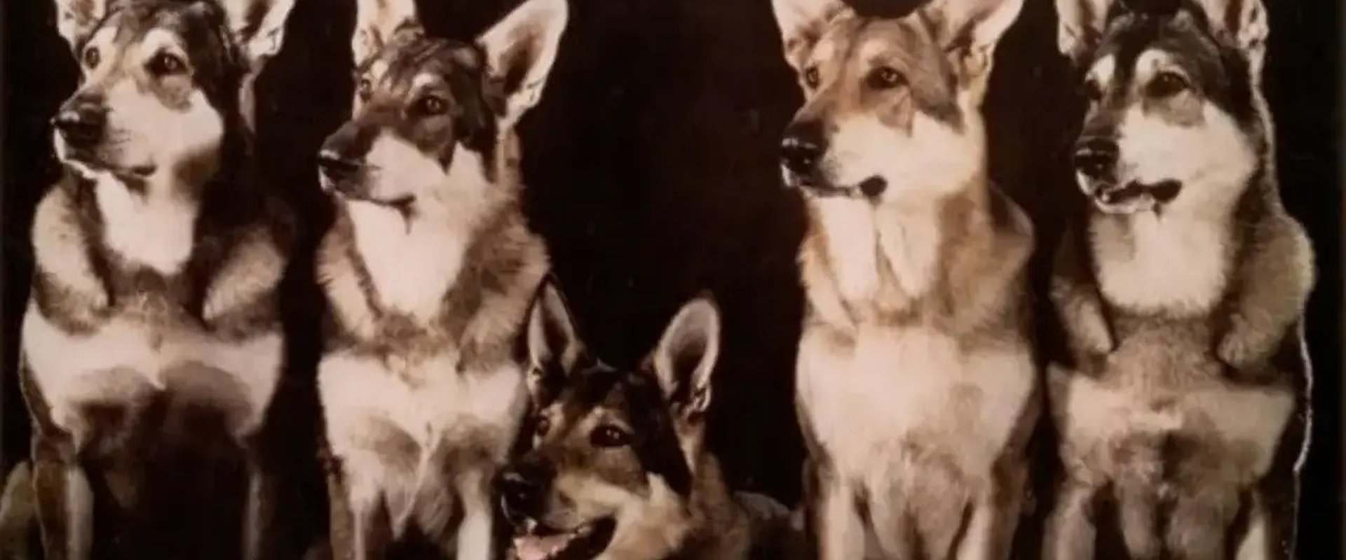 The Littlest Hobo