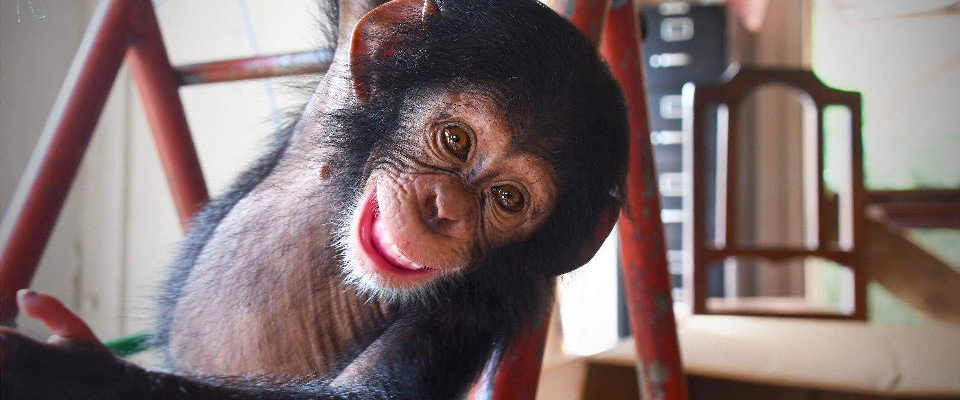 Baby Chimp Rescue