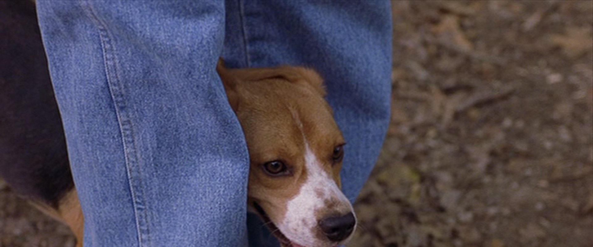 Saving Shiloh