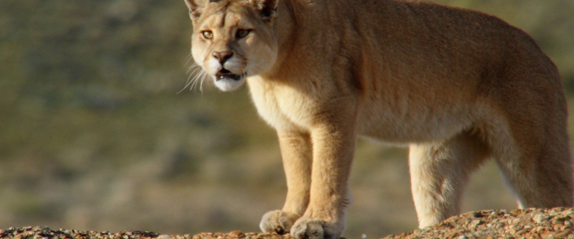 Into the Puma Triangle