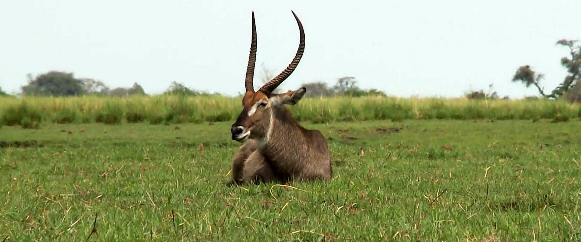 Africká abeceda's banner image