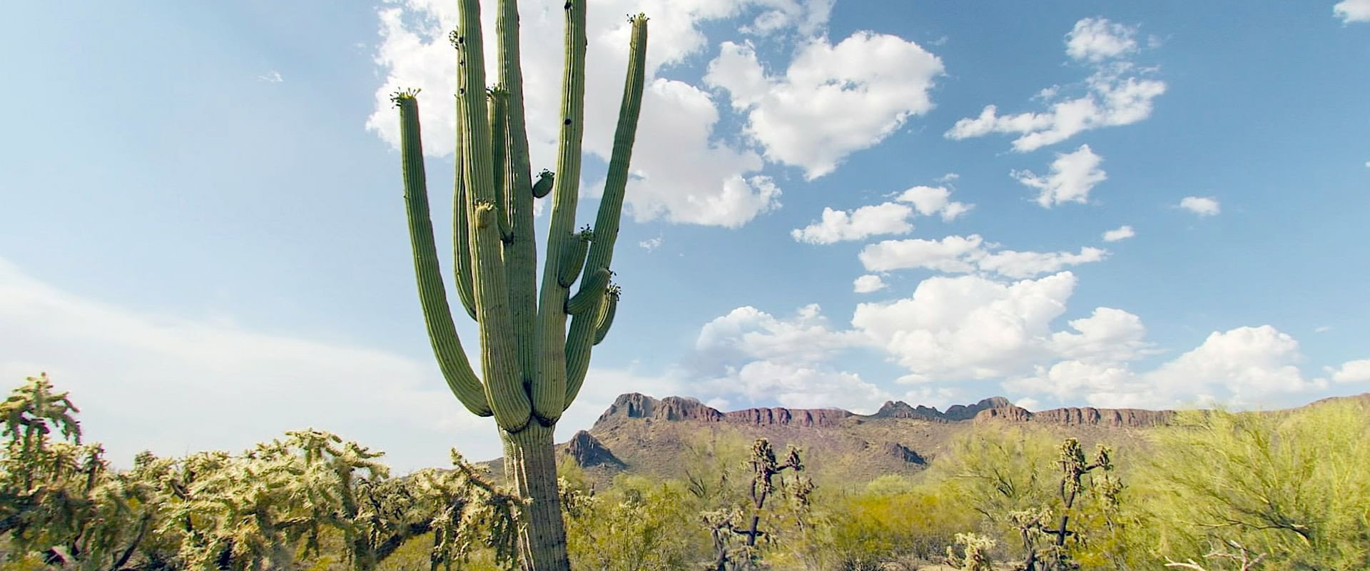 Cactus Hotel