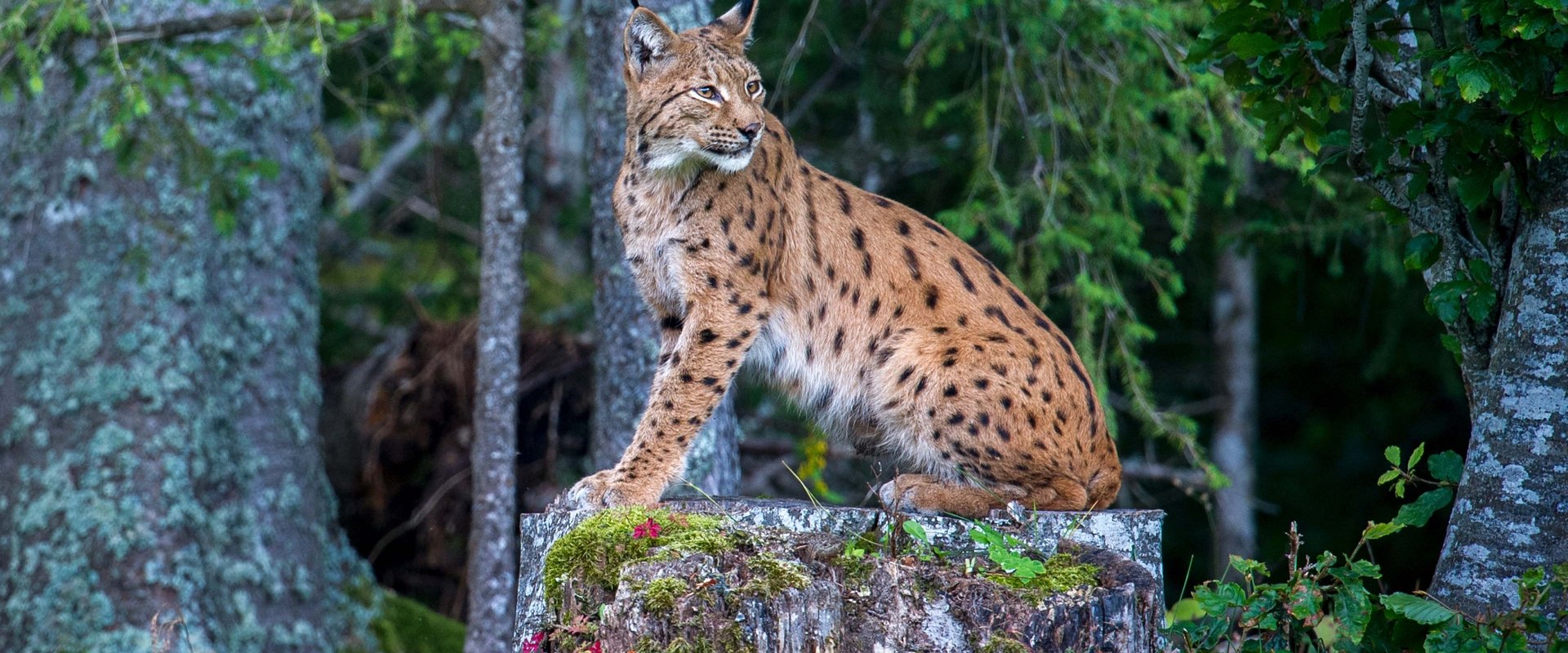 Lynx