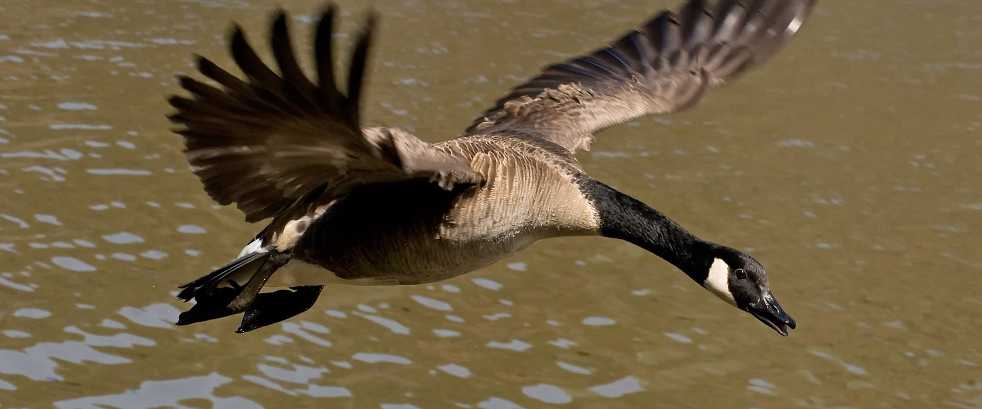 Winged Migration