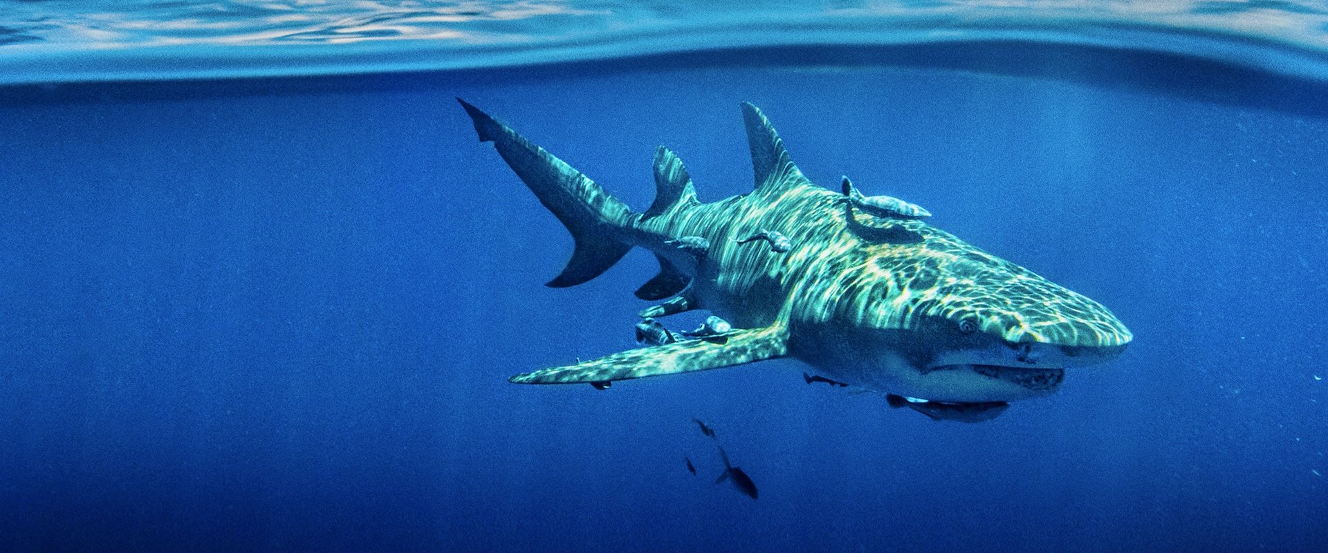 Sky Sharks