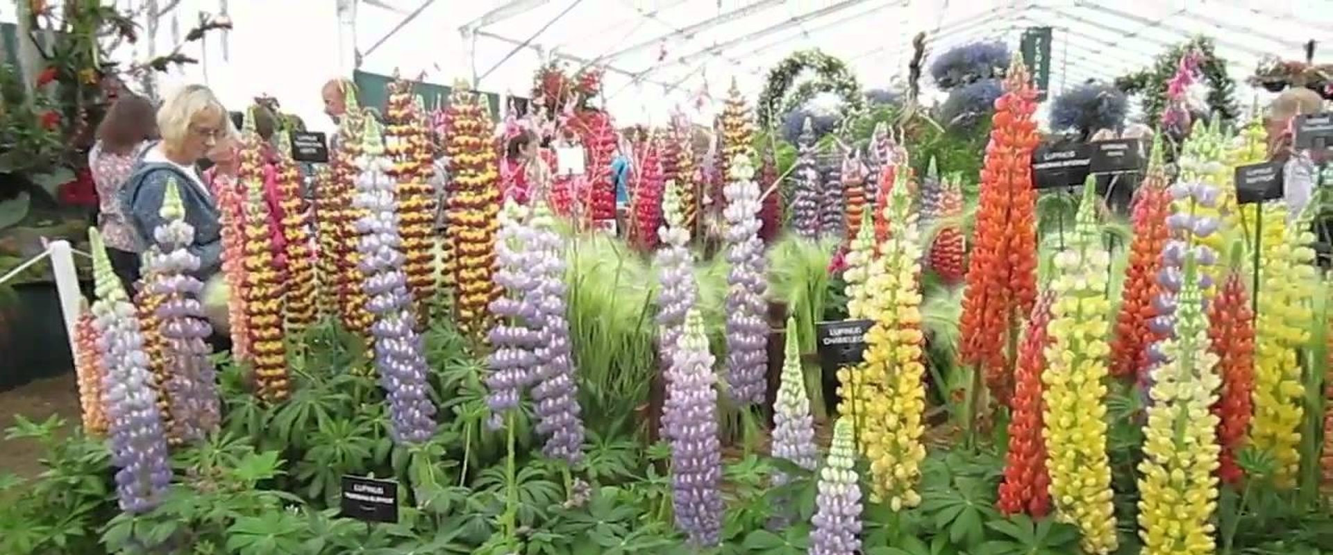 RHS Hampton Court Flower Show