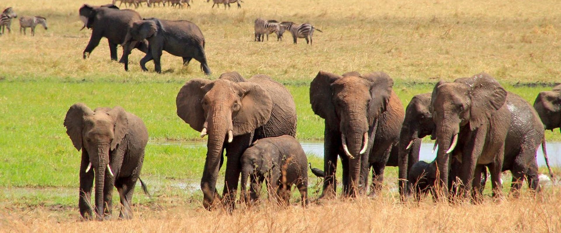 Amazing Africa
