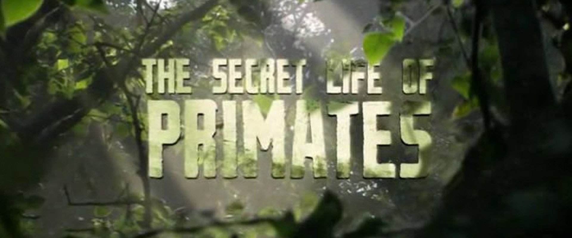 The Secret Life of Primates