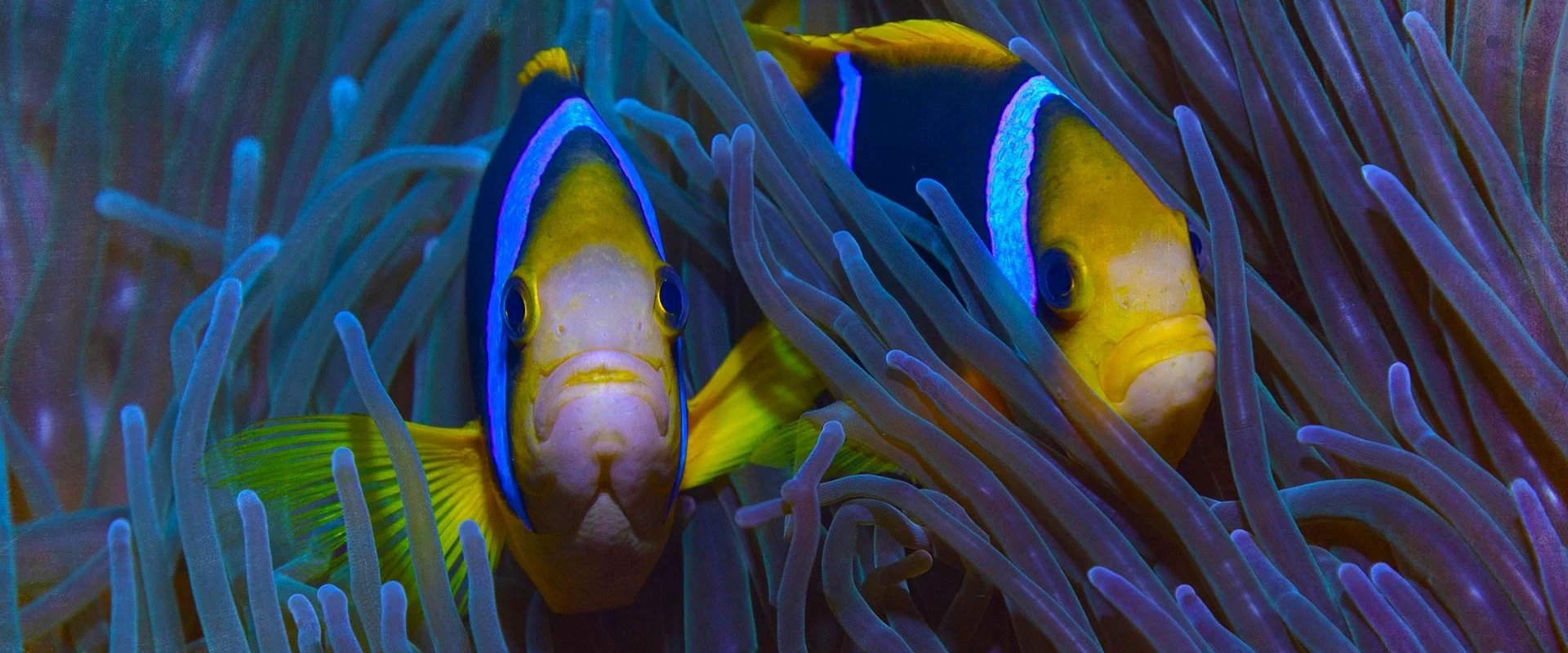 Protecting Paradise: The Story of Niue