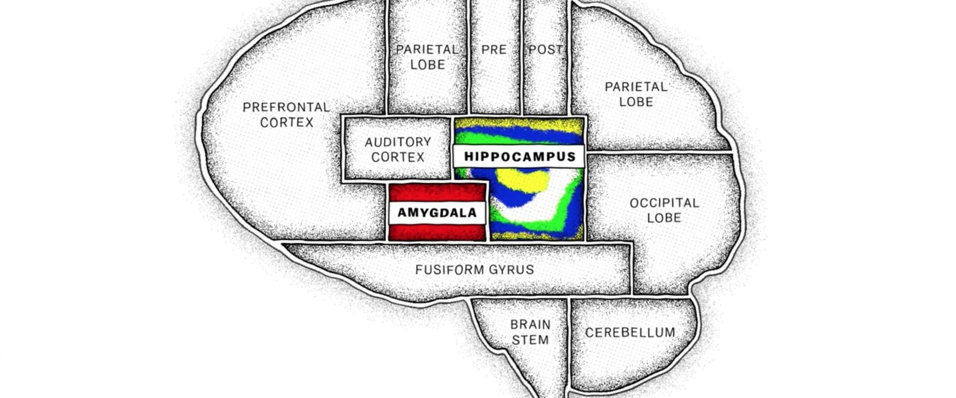 The Mind, Explained
