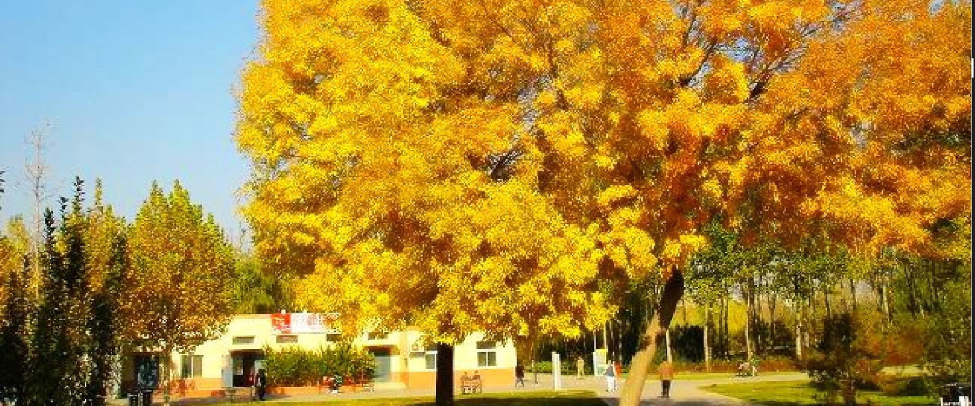 北京深秋的故事's banner image