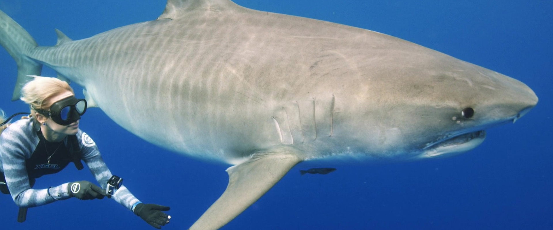 Saving Jaws's banner image