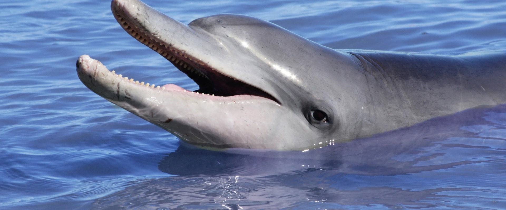 Dolphins: Is Our Love Too Deep?