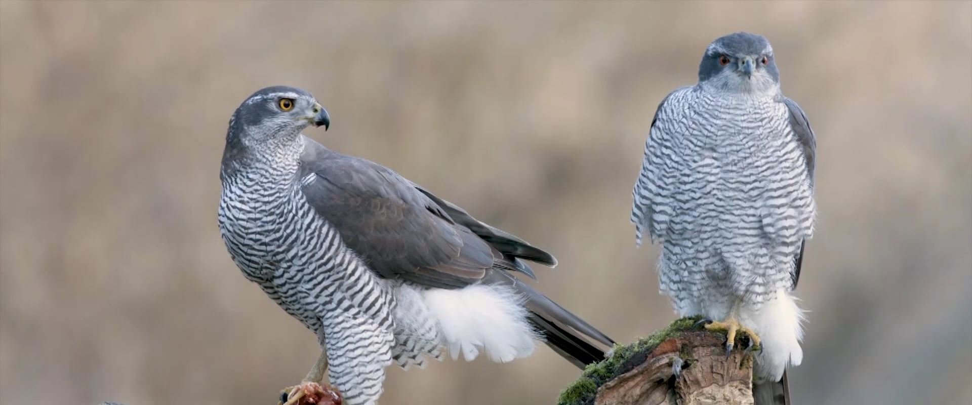 Natura Bizia