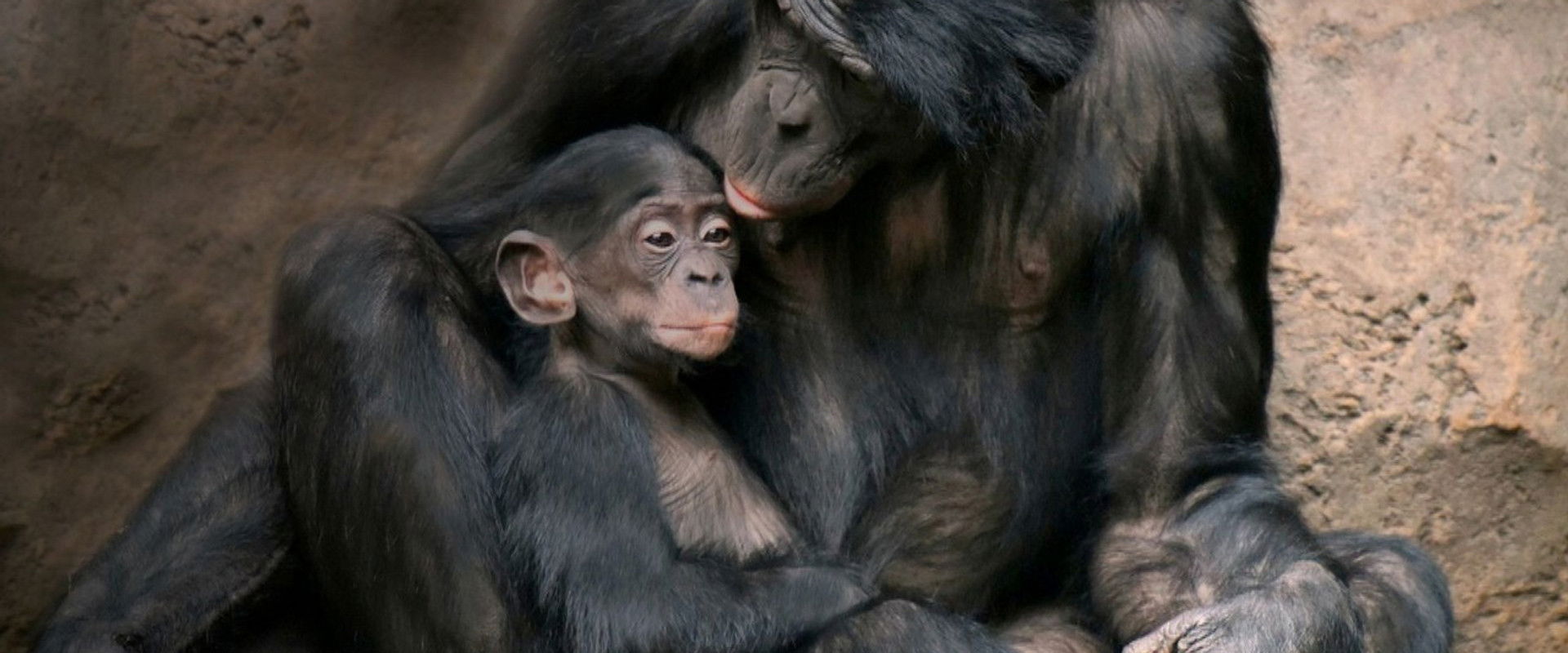 Menschenaffen's banner image