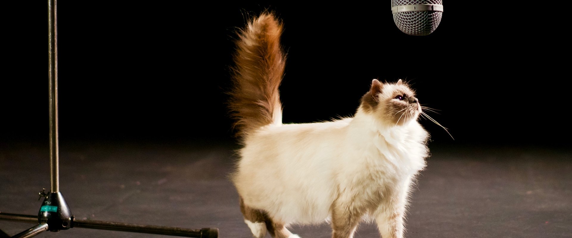 The Story of Cats