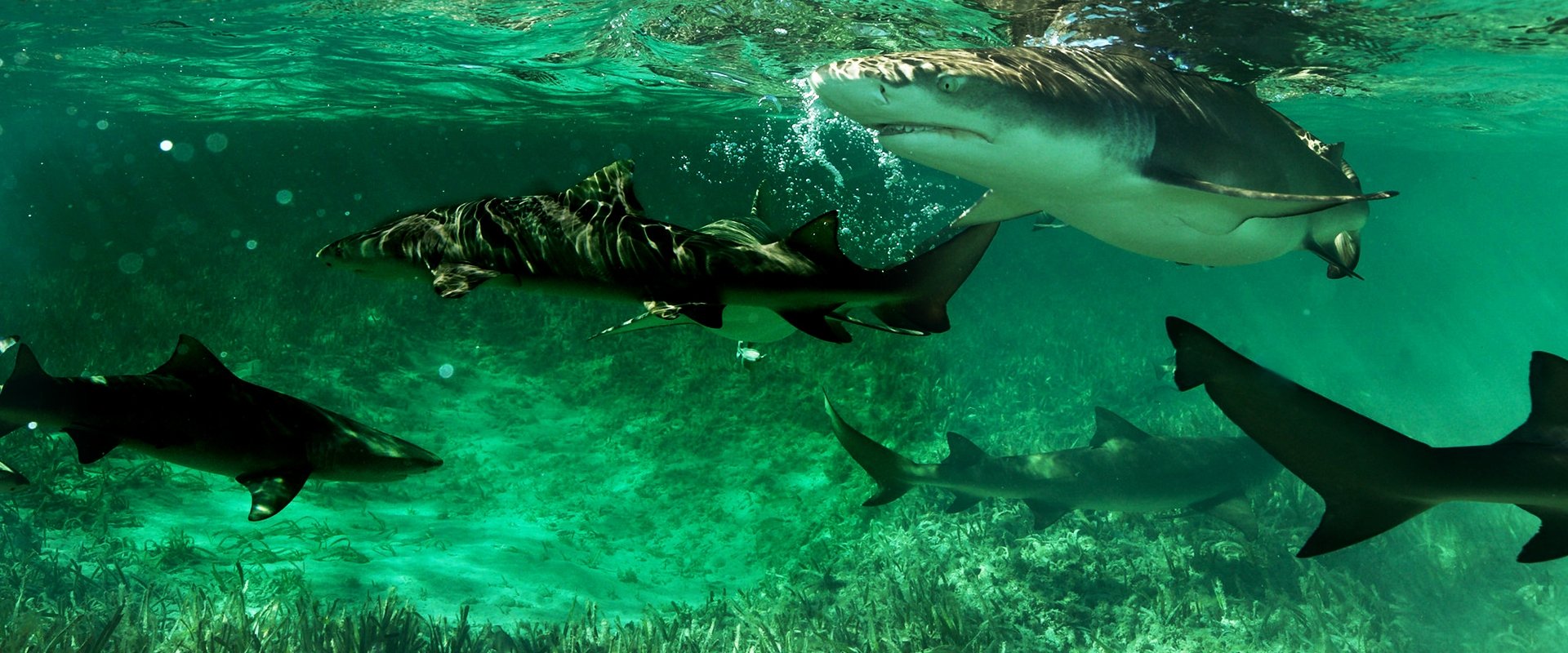 Shark Gangs
