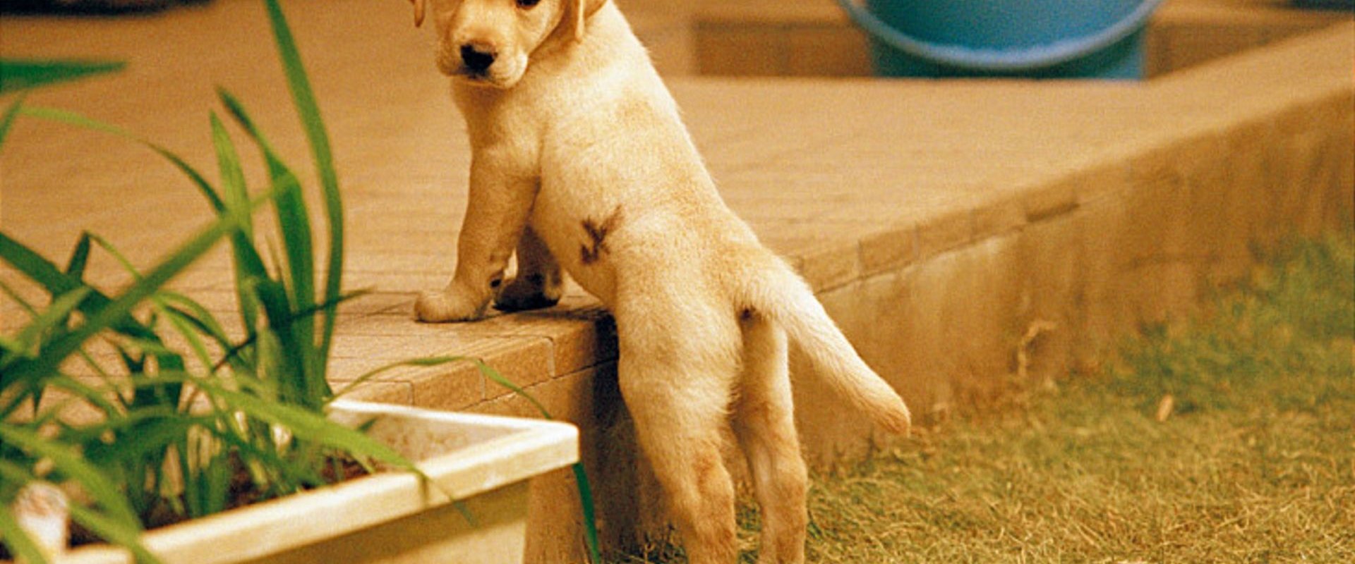 Quill: The Life of a Guide Dog
